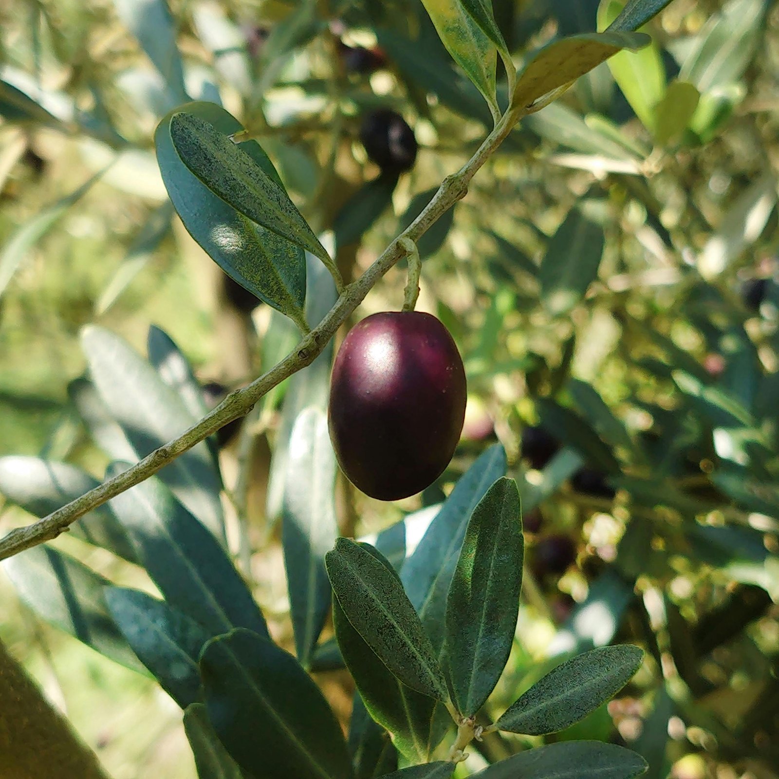 Fresh Olive on Branch in Close Up Photography